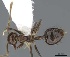 Image of Crematogaster nigropilosa Mayr 1870