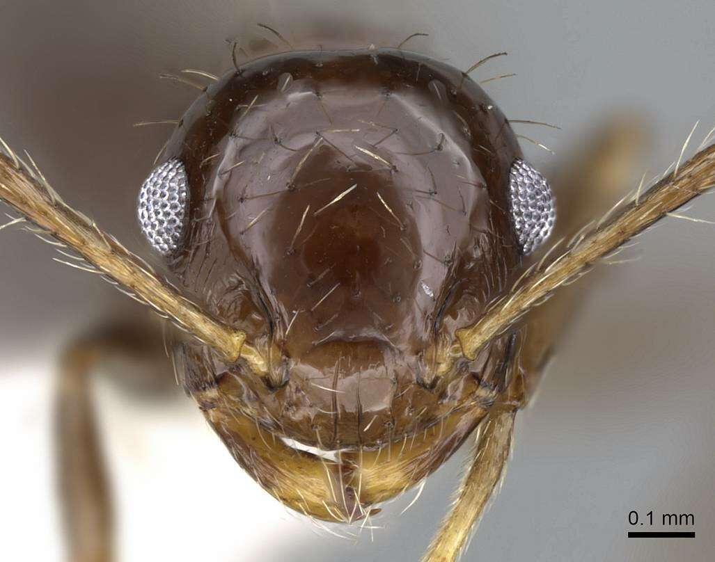 Image of Crematogaster nigropilosa Mayr 1870