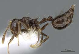 Image of Crematogaster nigropilosa Mayr 1870