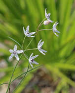 Image of Florida milkweed