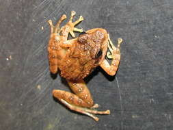 Image of Leith's leaping frog