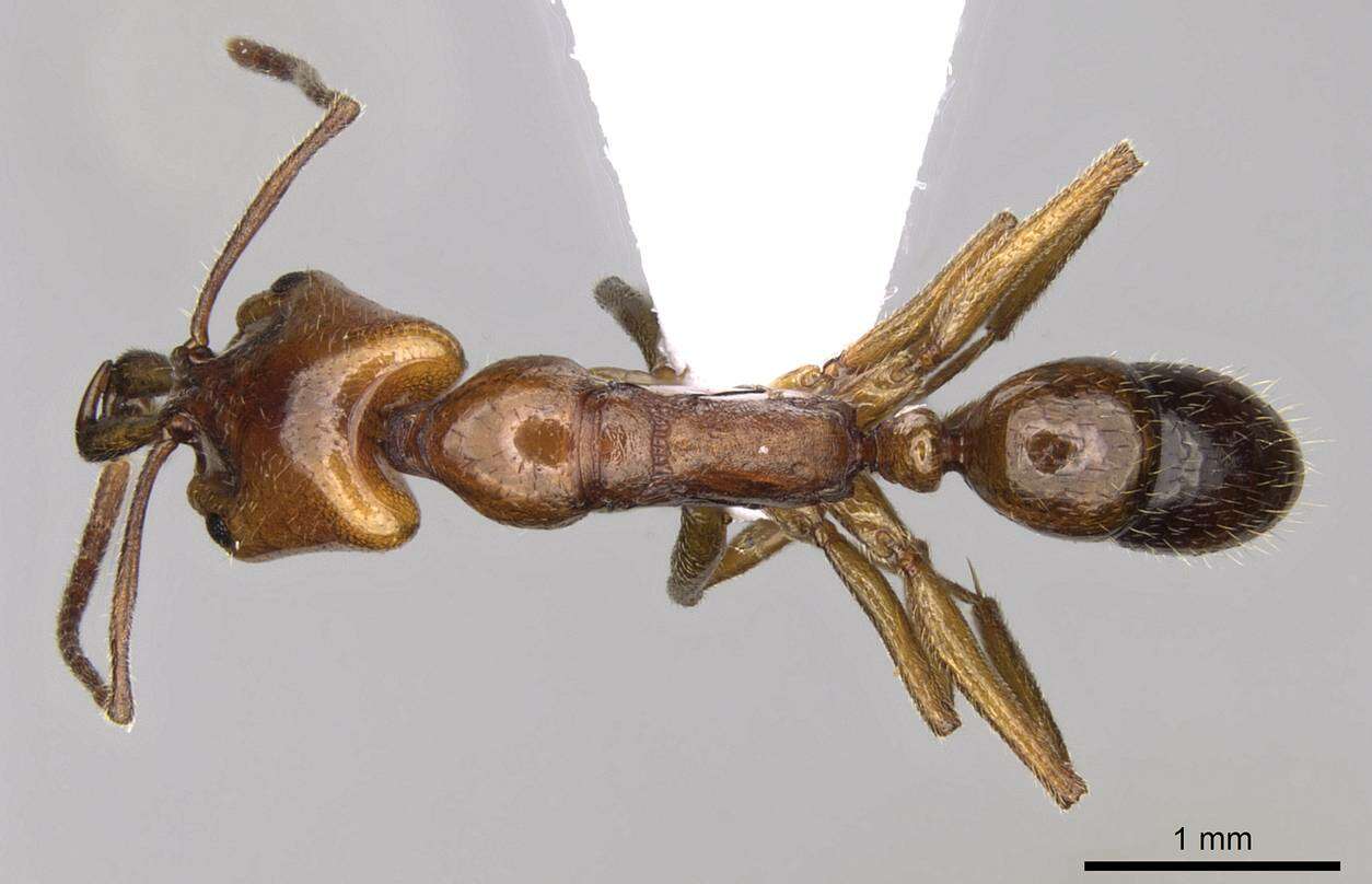 Image of Anochetus ghilianii (Spinola 1851)