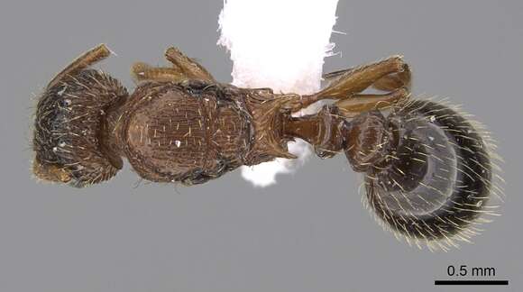 Image of Tetramorium squaminode Santschi 1911