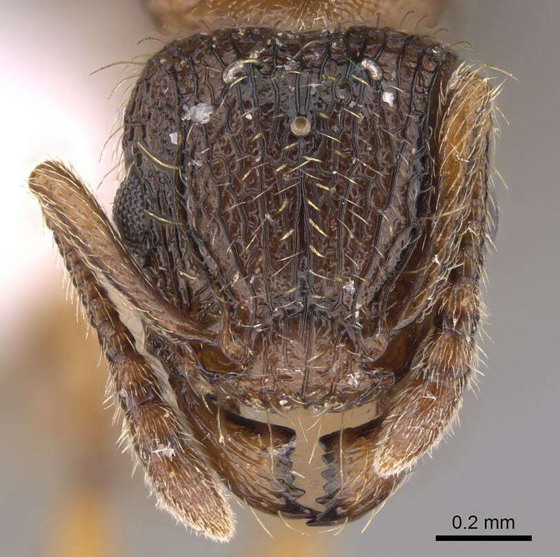 Image of Tetramorium squaminode Santschi 1911