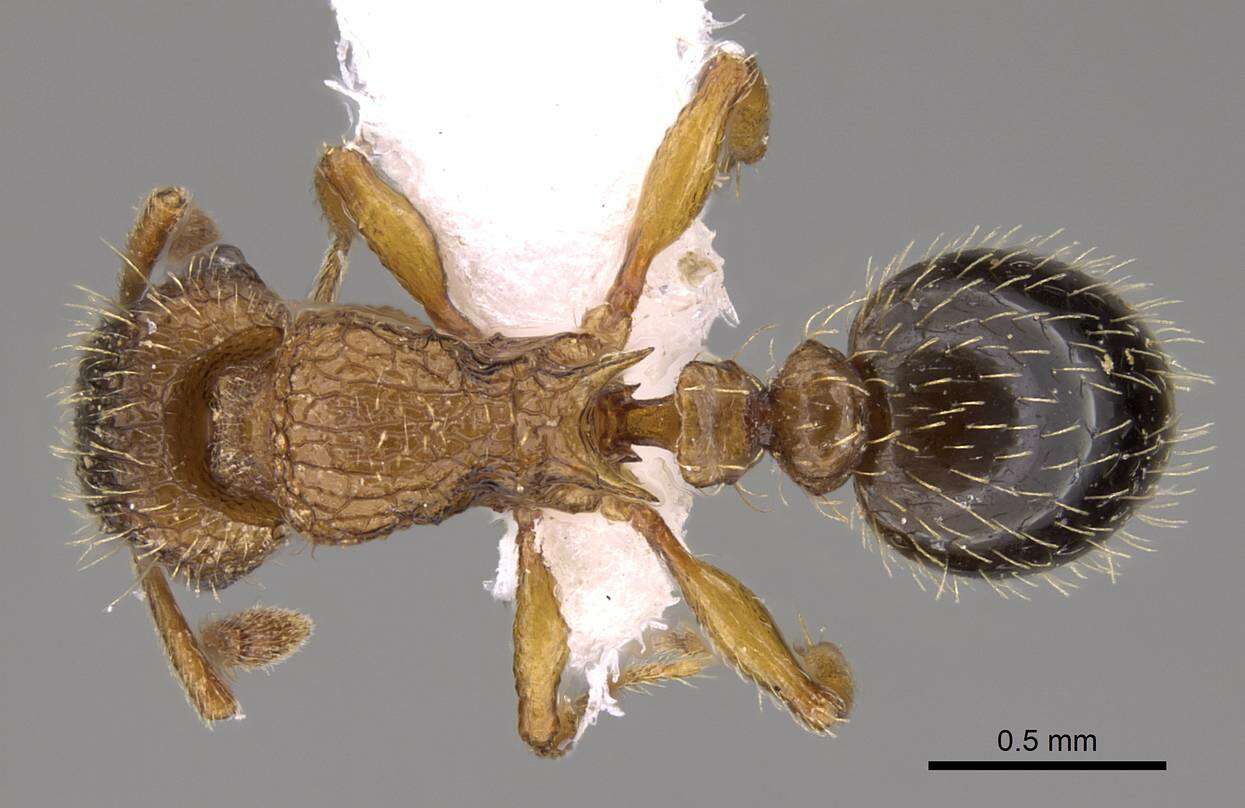 Image of Tetramorium squaminode Santschi 1911