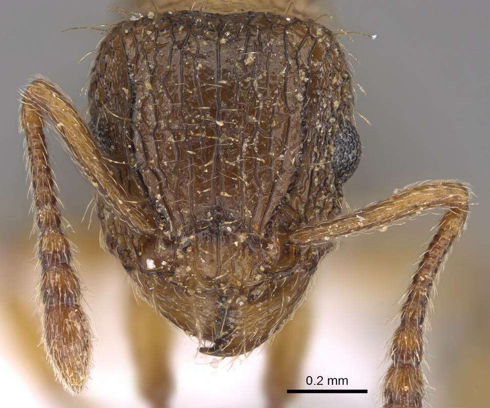 Image of Tetramorium squaminode Santschi 1911