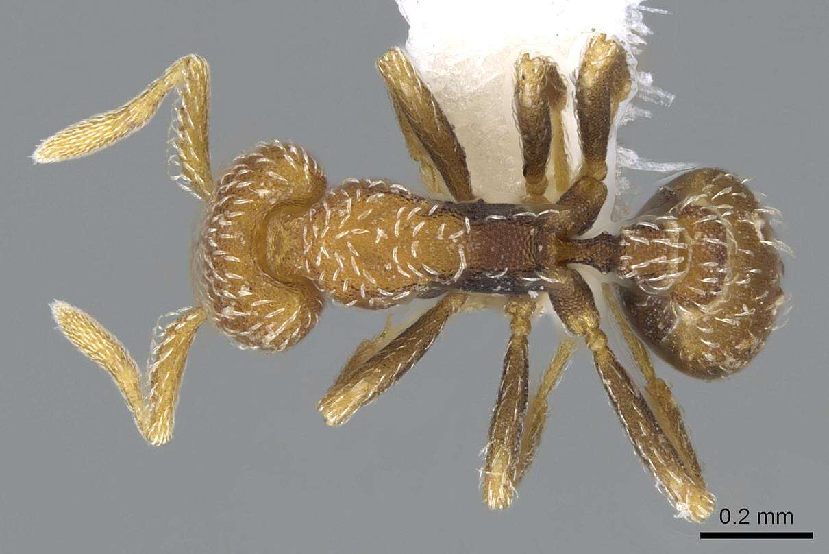 Image of Myrmicinae