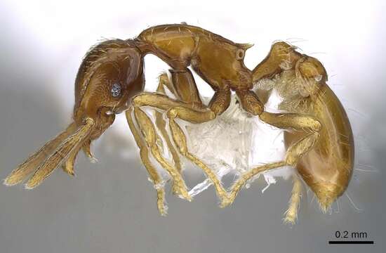 Image of Miniature Trap-jaw Ants