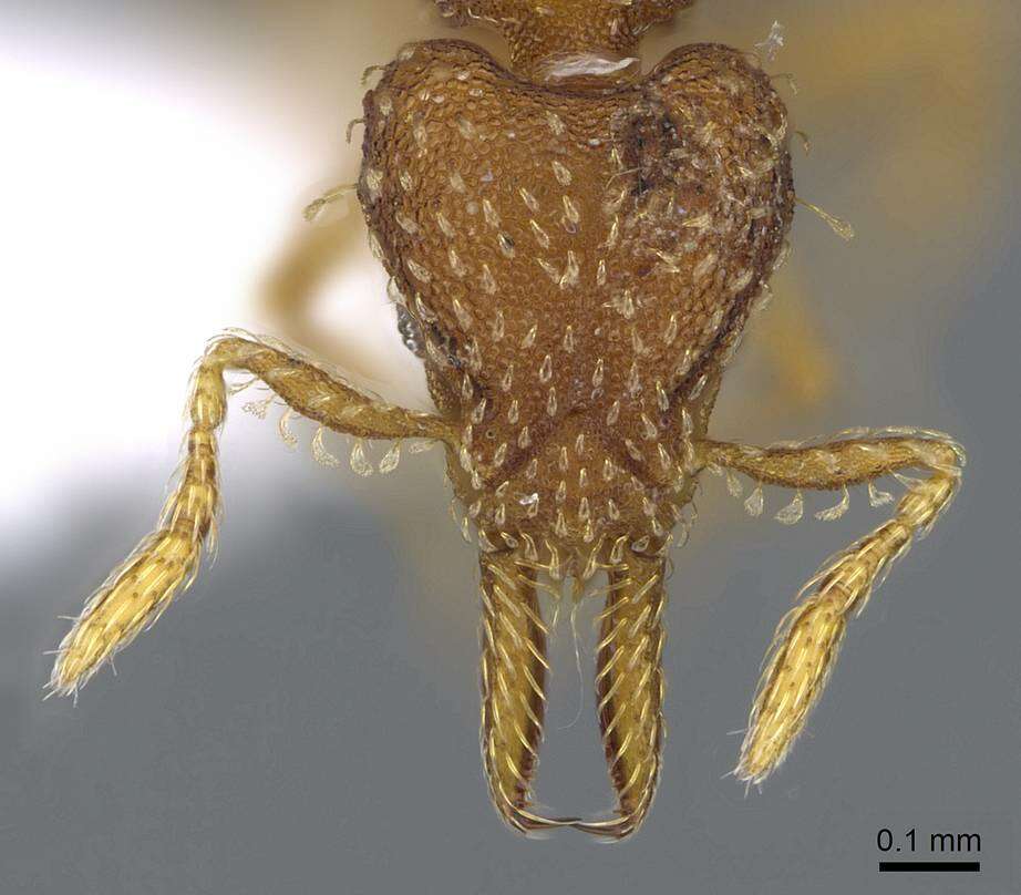 Слика од Strumigenys subedentata