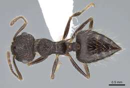 Image of Crematogaster rudis Emery 1894