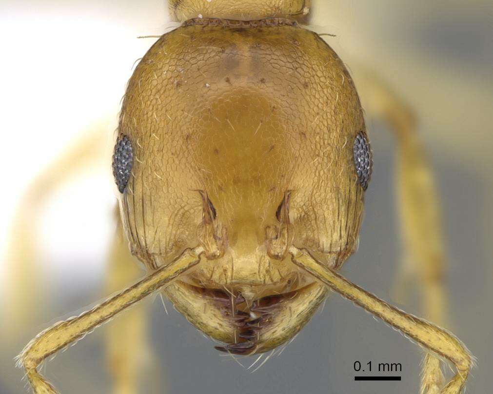 Image of Recurvidris