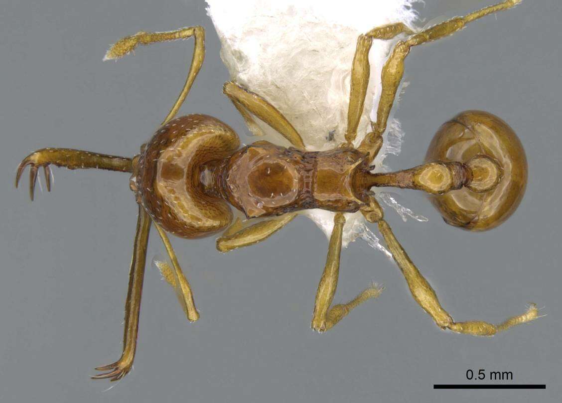 Image of Acanthognathus