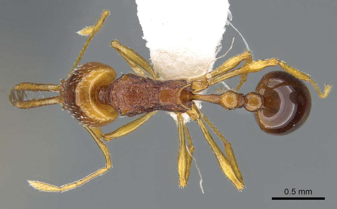 Imagem de Acanthognathus ocellatus Mayr 1887