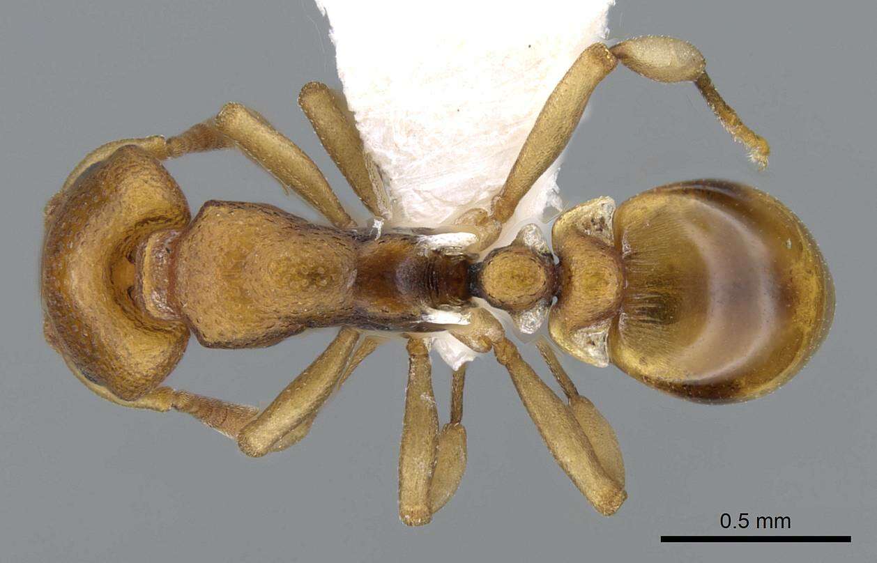 Plancia ëd Colobostruma australis Brown 1959