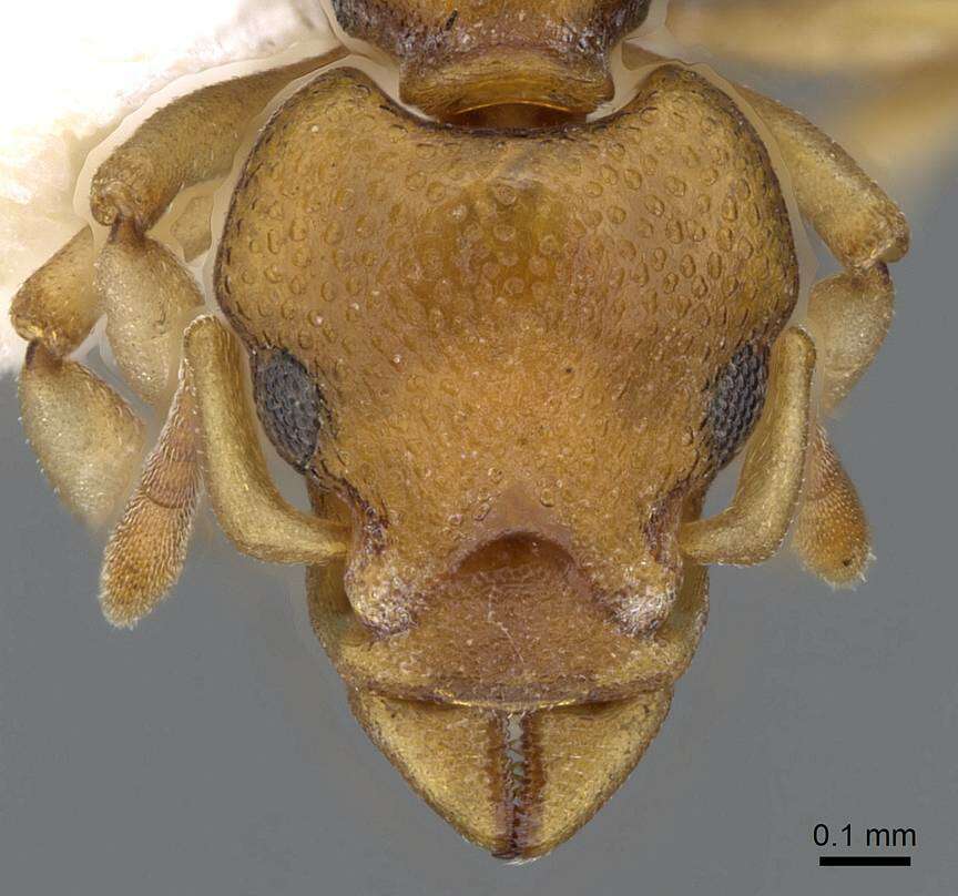 Image of Colobostruma australis Brown 1959