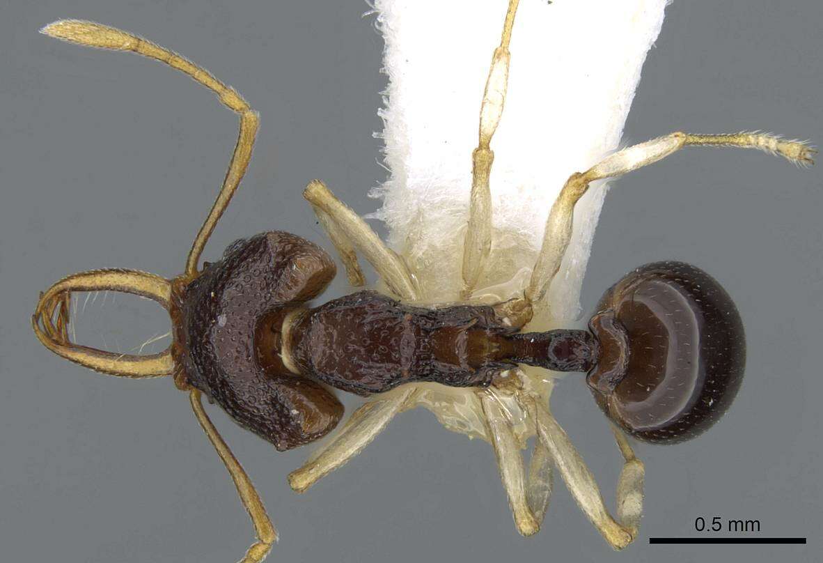 Image of Microdaceton tibialis Weber 1952