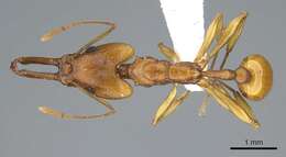 Image of Orectognathus