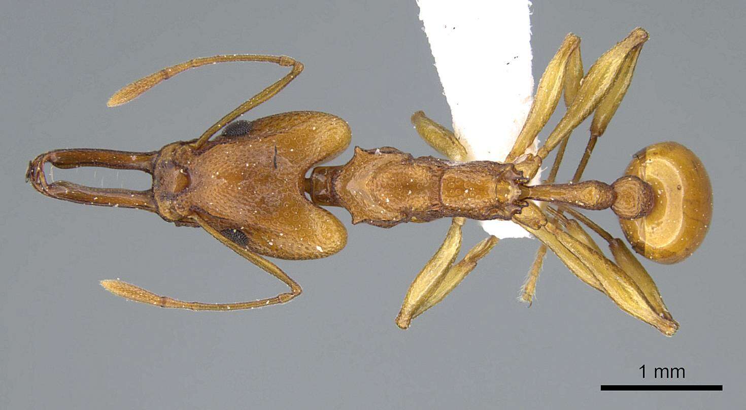 Image of Orectognathus