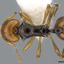 Image of Orectognathus rostratus Lowery 1967