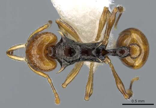 Image of Orectognathus rostratus Lowery 1967