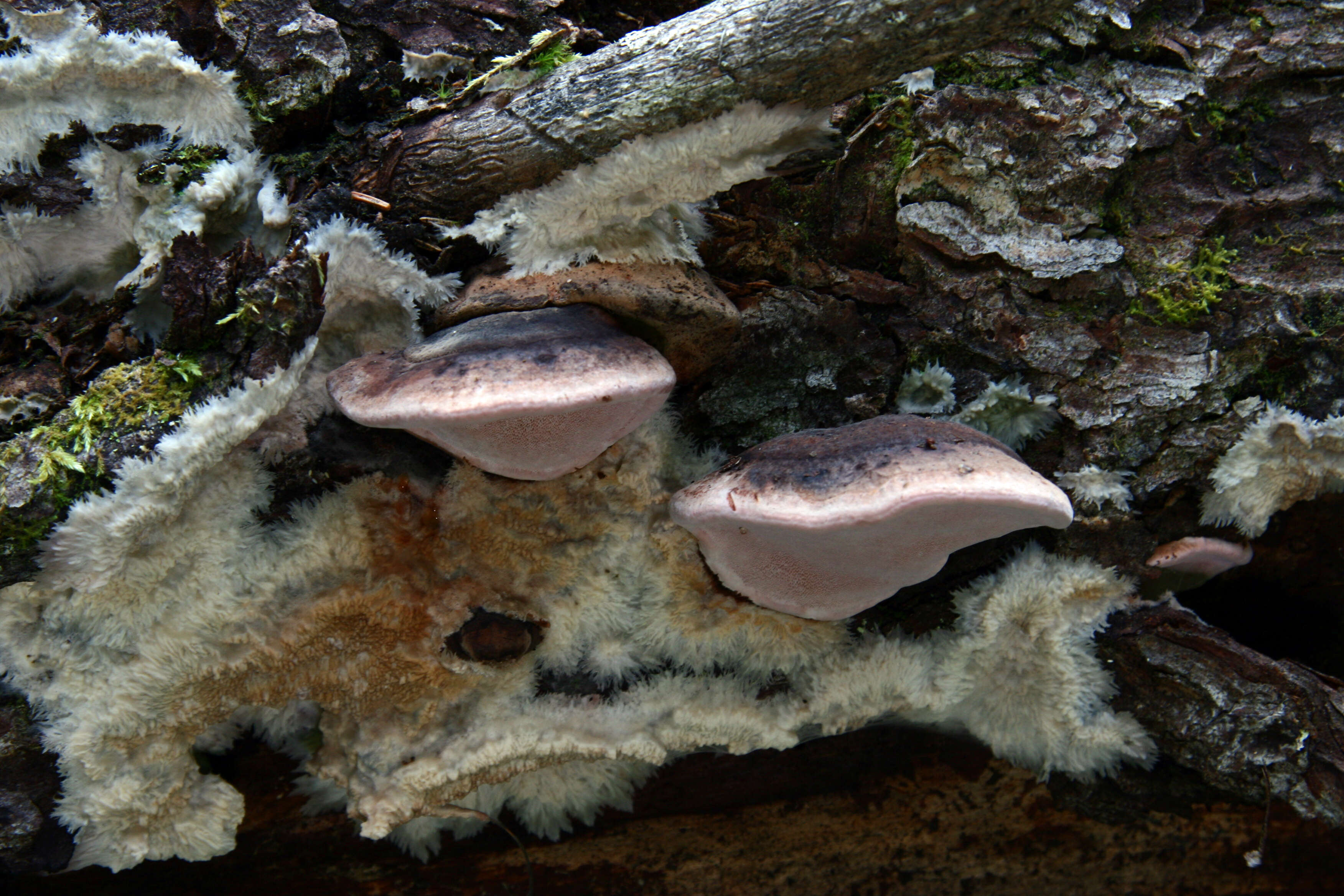 Image de Phlebia centrifuga P. Karst. 1881