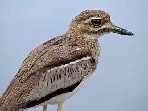 Plancia ëd Burhinus vermiculatus (Cabanis 1868)