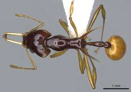 Image of Orectognathus szentivanyi (Brown 1958)