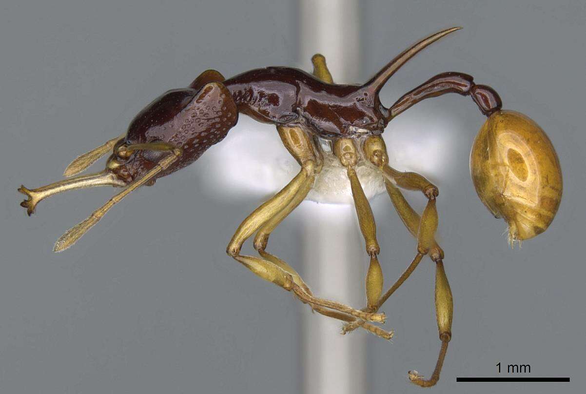 Image of Orectognathus szentivanyi (Brown 1958)