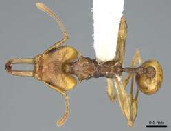 Image of Orectognathus versicolor Donisthorpe 1940