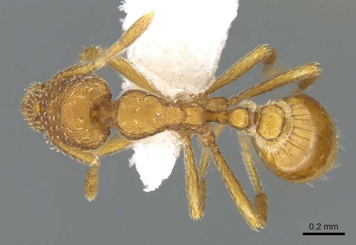 Image of <i>Strumigenys arizonica</i>