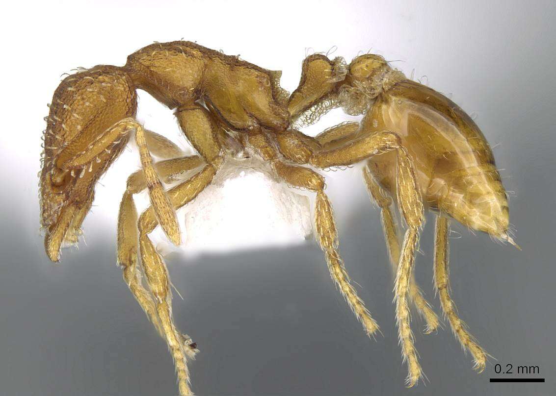 Image of <i>Strumigenys arizonica</i>