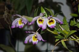 Imagem de Dendrobium findlayanum C. S. P. Parish & Rchb. fil.