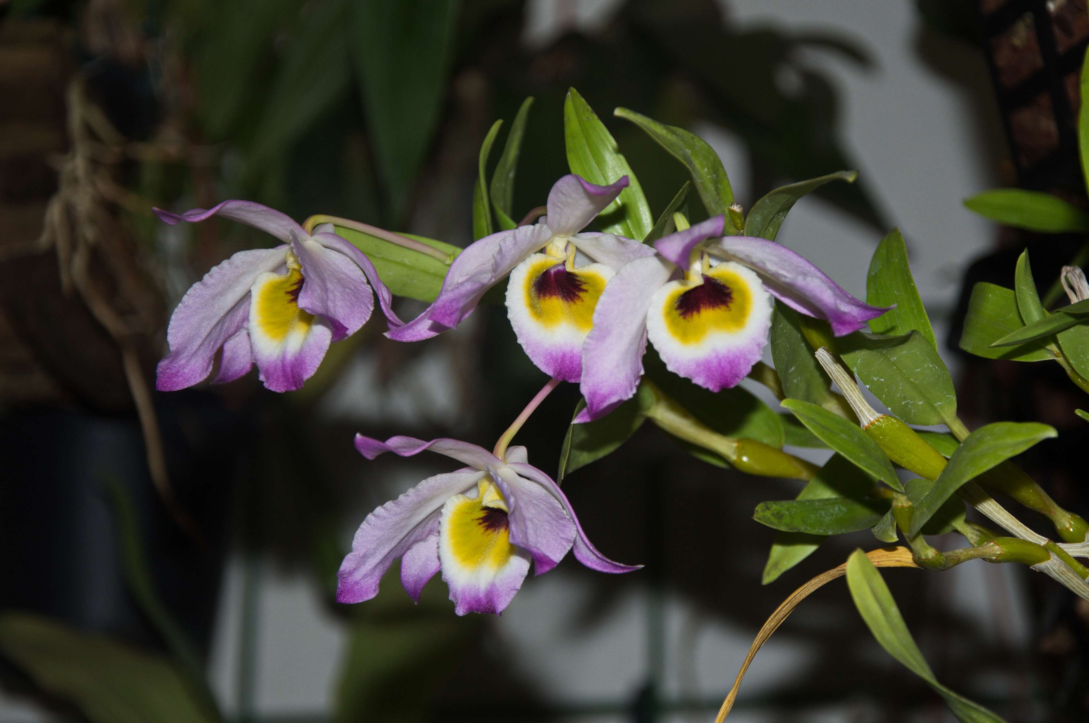 Image of Dendrobium findlayanum C. S. P. Parish & Rchb. fil.