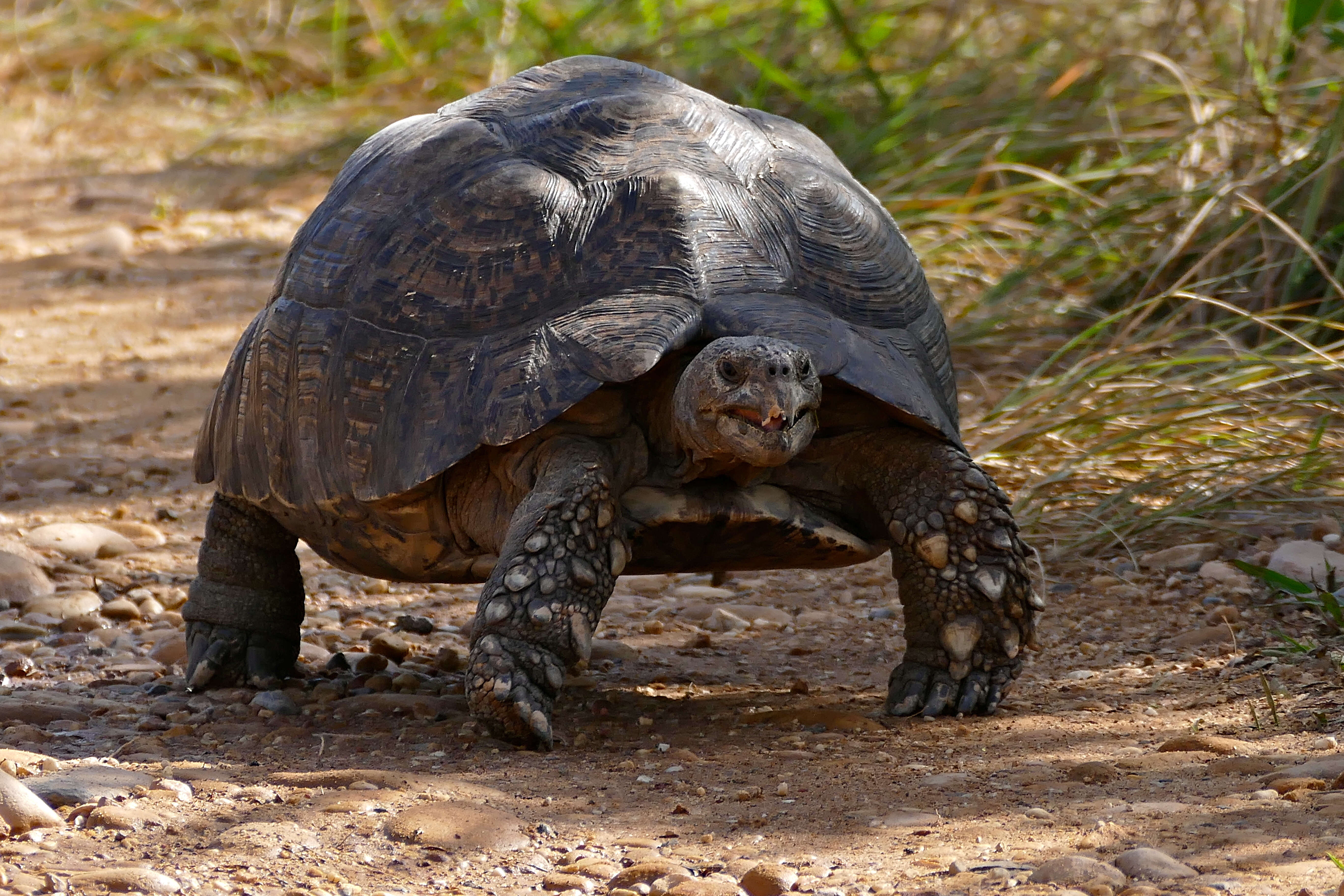 Image of Stigmochelys