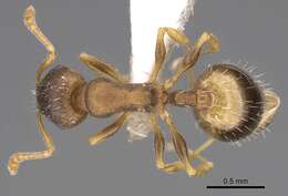 Image de Temnothorax laconicus