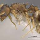 Image de Temnothorax laconicus