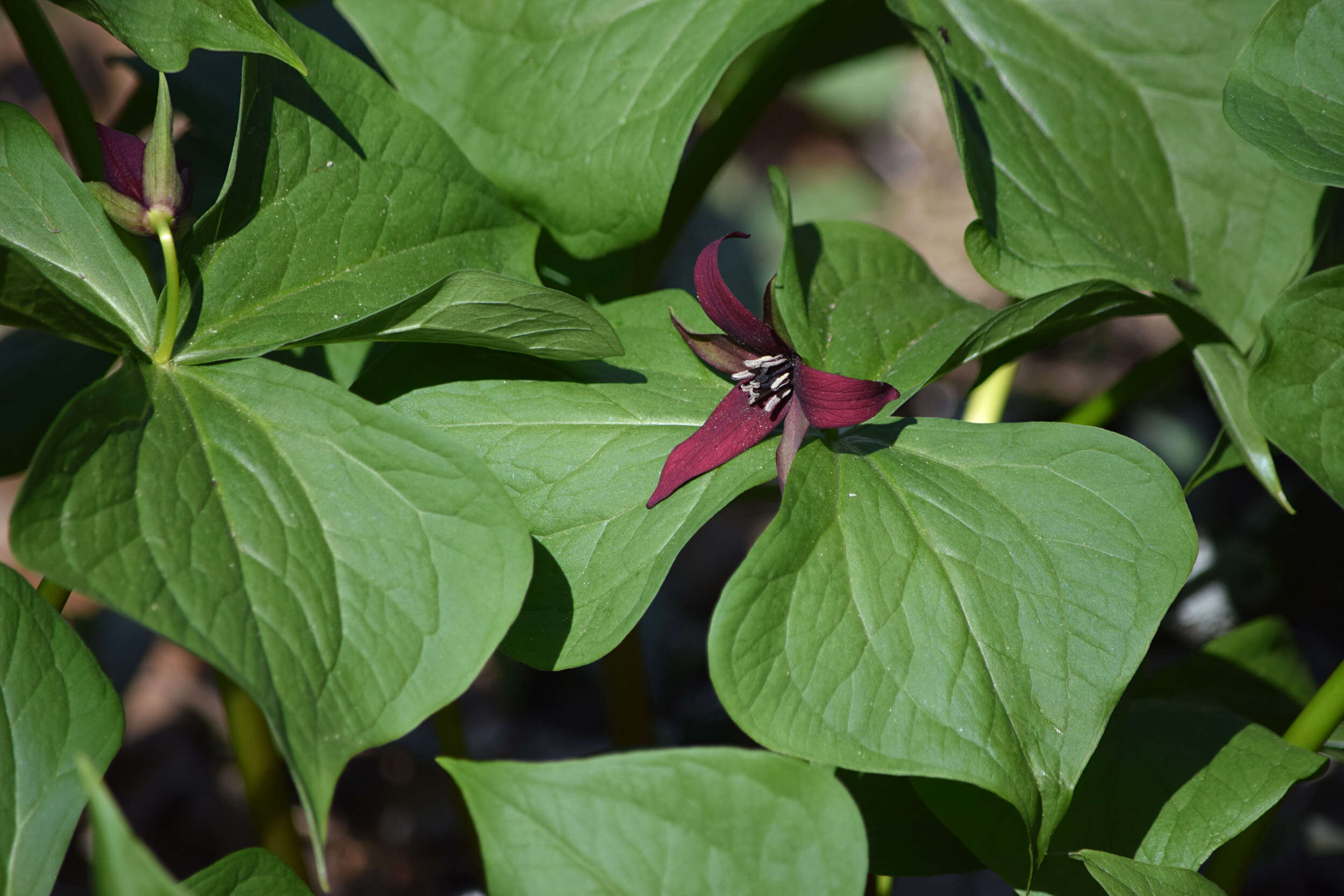 Image of red trillium