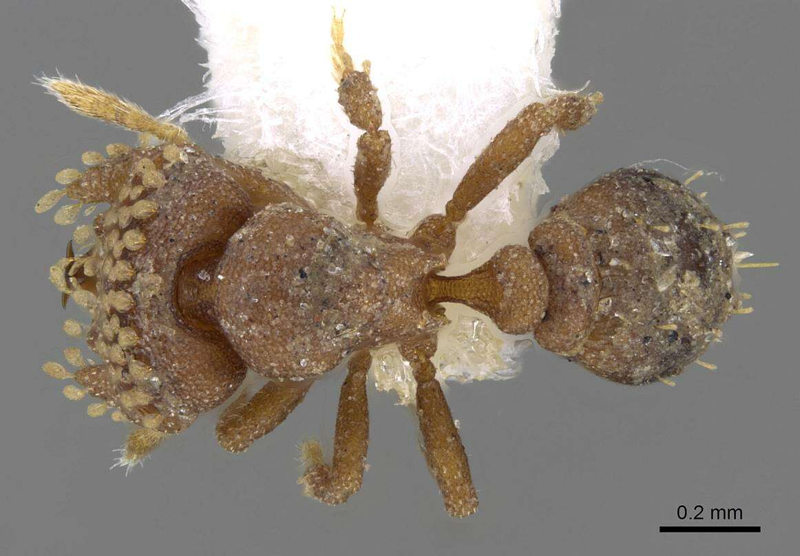 Image of <i>Strumigenys roomi</i>