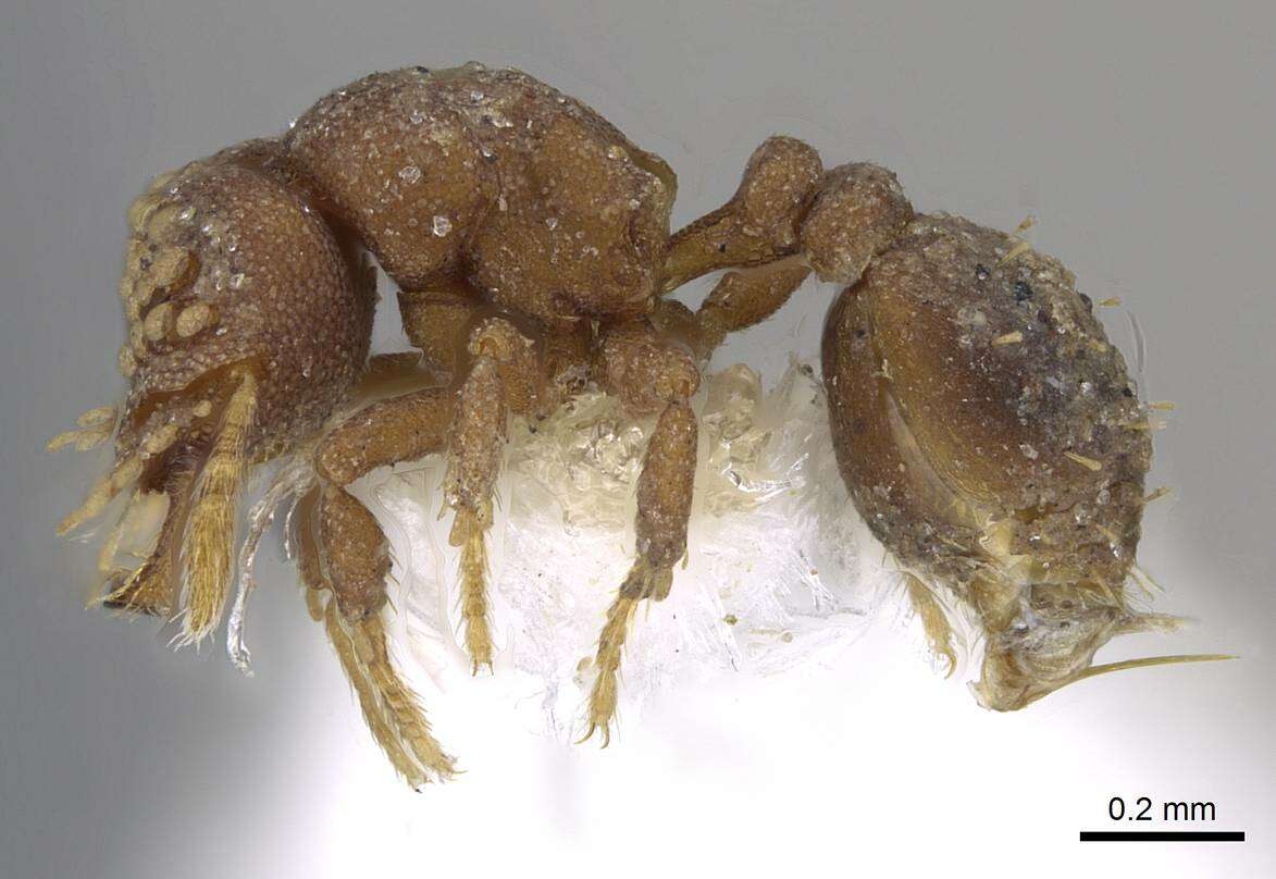 Image of <i>Strumigenys roomi</i>