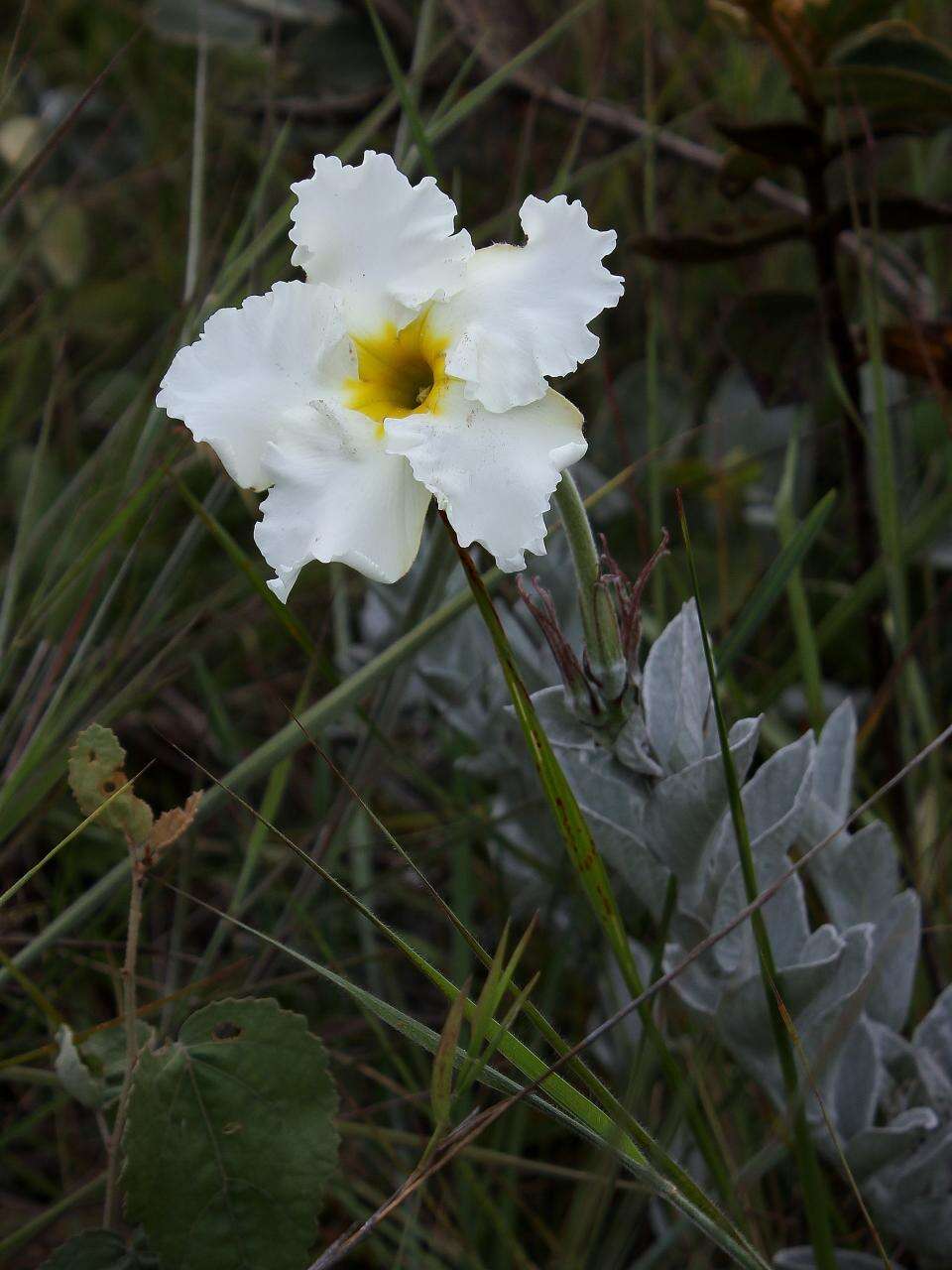 Image of Mandevilla velame (A. St.-Hil.) Pichon