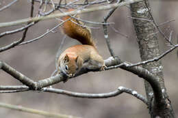 Image of pine squirrel