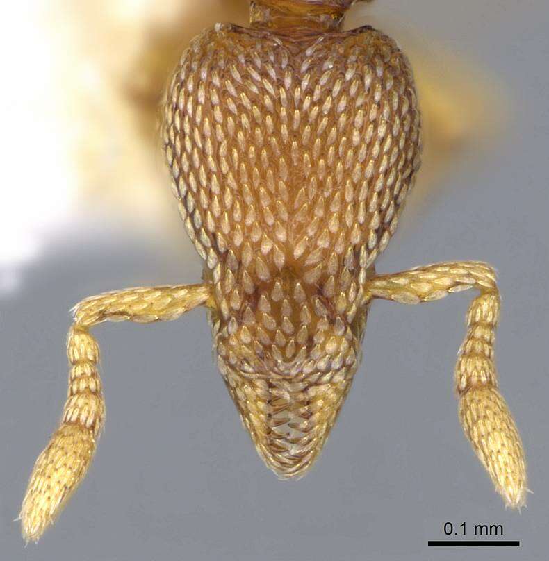 Image of Strumigenys tukulta