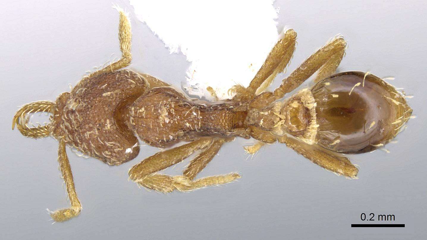 Image of Strumigenys calamita