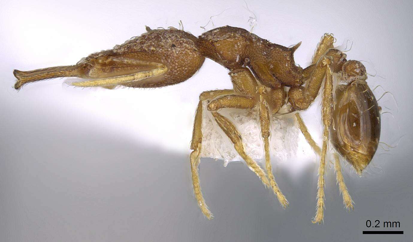 Image of Strumigenys elongata Roger 1863