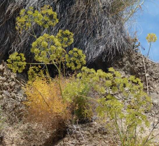 Image of Thapsia tenuifolia Lag.