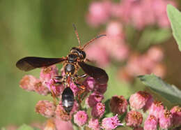 Image of Isodontia exornata Fernald 1903