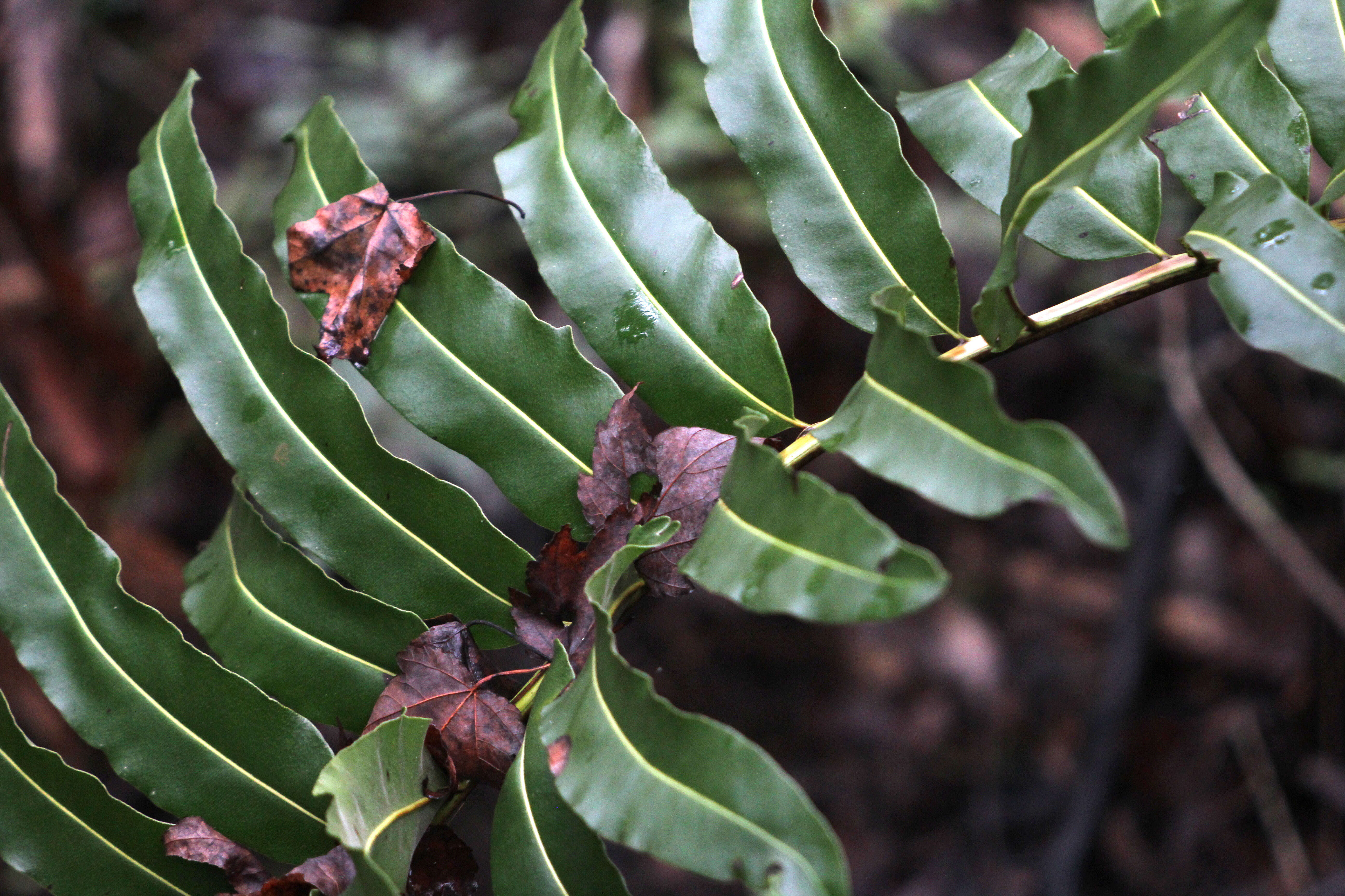 Image of giant leather fern