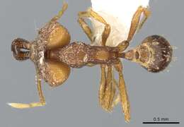 Image of Miniature Trap-jaw Ants