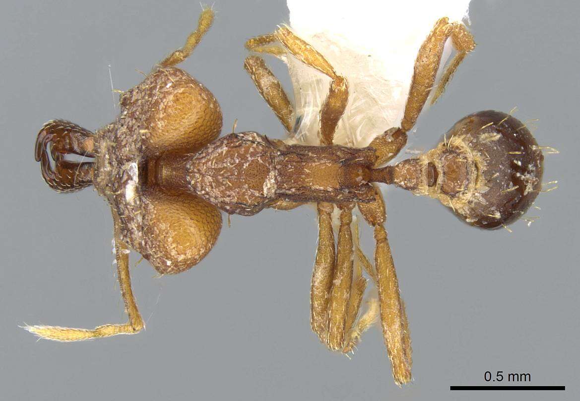 Image of Miniature Trap-jaw Ants