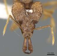 Image of Miniature Trap-jaw Ants